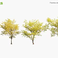 Fraxinus Excelsior European Ash Trees With Yellow And Green Seasonal Foliage