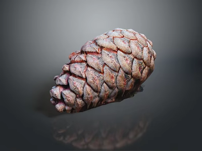 Close Up View Of Natural Pine Cone With Colorful Textured Scales On Dark Background 3d model