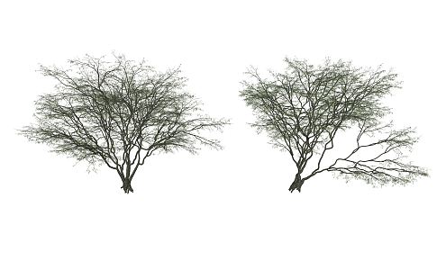 Modern Tree Landscape Tree 3d model