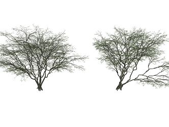 Modern Tree Landscape Tree 3d model