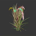 Green Reed Plant with Green Yellow Striped Leaves Brown Spikes Against Dark Background and Reflection