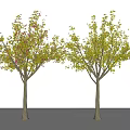 Modern Trees Beech Trees Arbor Plants 3d model