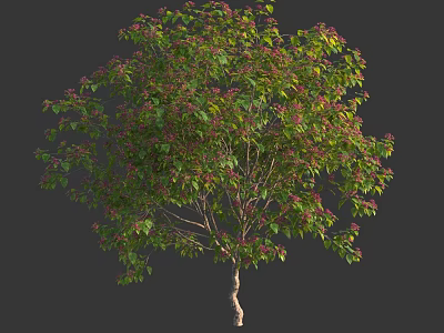 Lush Deciduous Arbor With Green Foliage And Red Blossoms On Light Trunk 3d model