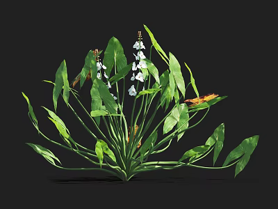 Vibrant Aquatic Plants With Green Leaves White Flowers And Butterfly 3d model