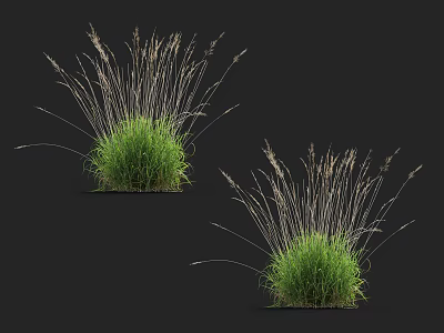 Two Tufts of Green Grass with Slender Brown Seed Heads on Black Background 3d model