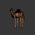 Realistic Brown Dromedary Camel With Fluffy Fur Standing On Light Background 3d model