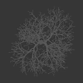 Tall Leafless Arbor With Human Silhouette On Black Background Showcasing Height