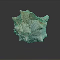 Natural Conch Shell Decorative Ornament Set with Textured Surface for Home Decoration