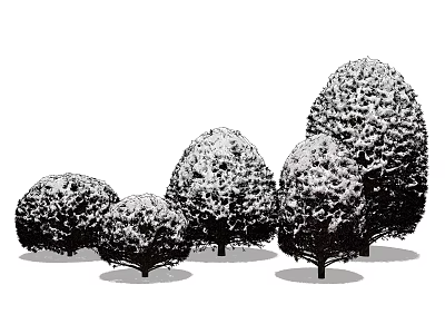 Five Snow Covered Arborvitae Trees With Various Sizes And Rounded Oval Canopies 3d model