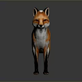 Red Fox With Orange Fur White Underbelly White Tail Tip Standing On Gray Background