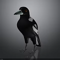 Black and White Bird with Green Beak Red Eyes Grey Claws Standing on Grey Background