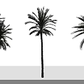 Different Types of Tropical Palm Trees With Various Trunk and Leaf Shapes