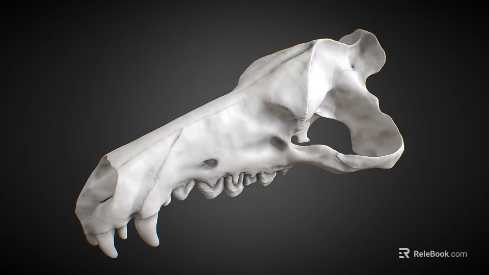 Artistic Animal Skull Sculpture Carving With Detailed White Texture And Realistic Features 3d model 