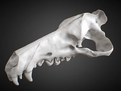 Artistic Animal Skull Sculpture Carving With Detailed White Texture And Realistic Features 3d model