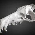 Artistic Animal Skull Sculpture Carving With Detailed White Texture And Realistic Features