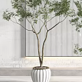Bonsai Trees in White Textured Pots in Modern Interior with Natural Light