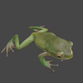 Green Flying Frog With Large Eyes Slim Body And Webbed Feet In Natural Habitat