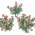 Three Bouquets of Pink Carnations with Green Leaves on White Background