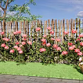 Wooden Garden Fence Adorned With Pink Roses And Green Grass Under Blue Sky