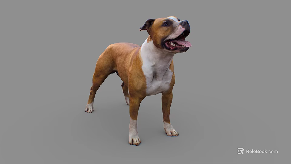 Brown And White Dog Standing With Open Mouth And Tongue Out Against Gray Background 3d model 
