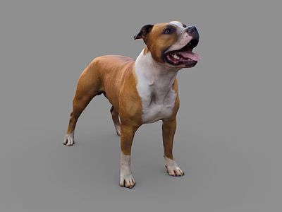 Brown And White Dog Standing With Open Mouth And Tongue Out Against Gray Background 3d model