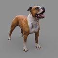 Brown And White Dog Standing With Open Mouth And Tongue Out Against Gray Background