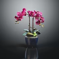 Purple Orchid Plant With Vibrant Blooms In Blue Ceramic Pot And Green Leaves