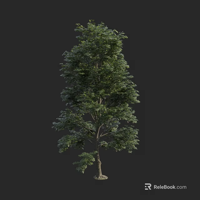 Tall Arbor With Lush Green Leaves And Upright Trunk In Natural Form 3d model 