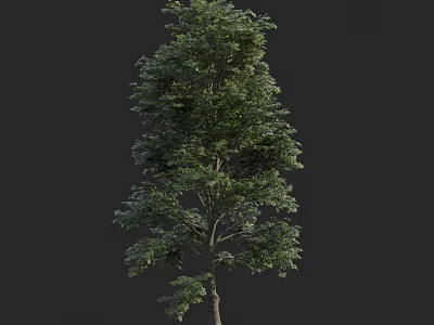 Tall Arbor With Lush Green Leaves And Upright Trunk In Natural Form 3d model