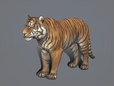 Modern Tiger Tiger King 3d model Modern Tiger Tiger King 3d model