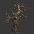 Withered Dry Tree With Thick Trunk And Twisted Branches Natural Texture 3d model