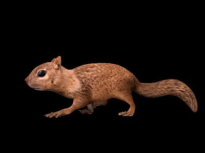 Brown Squirrel Walking Side View Against Black Background With Long Tail And Detailed Fur Texture 3d model