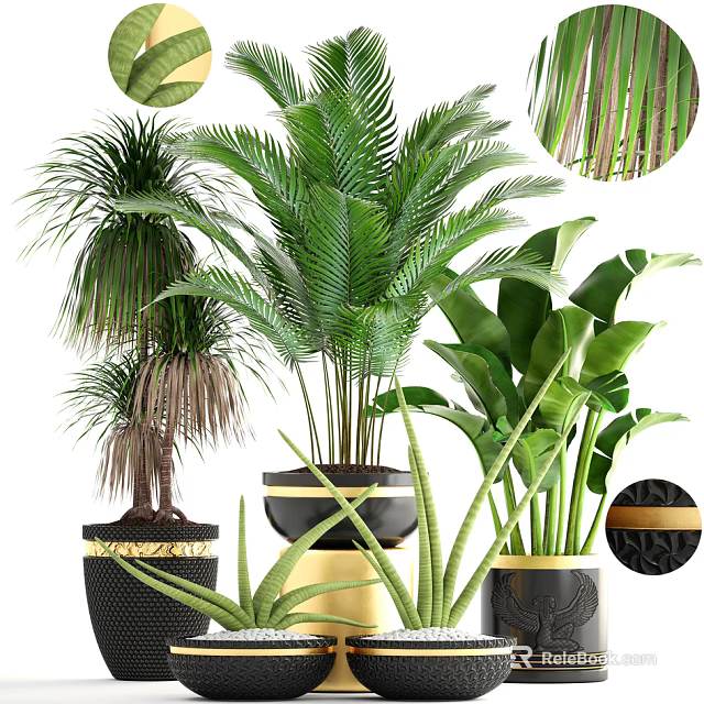 Various Potted Tropical Plants With Green Leaves In Black And Gold Decorative Pots 3d model 