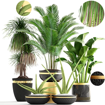 Various Potted Tropical Plants With Green Leaves In Black And Gold Decorative Pots 3d model
