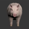 Realistic Full Body Pink Pig Standing on Dark Background with Reflection 3d model