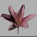 Vibrant Pink Lily Flower Blooming with Open Petals on Dark Background