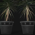 Dragon Tree Plants in Various Sizes Planted in Black Plastic Pots for Home Decoration