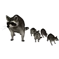 Mother Raccoon With Three Baby Raccoons Standing On Dark Background
