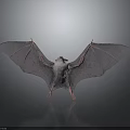 Bat With Spread Wings Furry Body And Gray Wings On Gray Background With Reflection