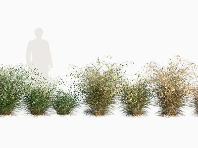 modern grass weed model