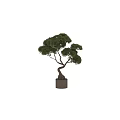 Bonsai Tree With Twisted Trunk Lush Green Foliage And Exposed Roots In Metal Pot