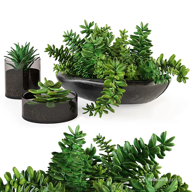 Bonsai Potted Plants With Green Leaves In Black Containers And Succulent Varieties 3d model 