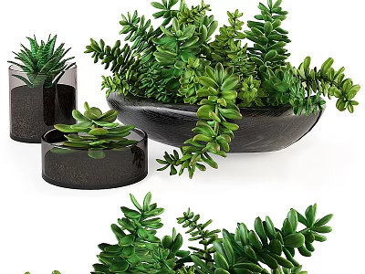 Bonsai Potted Plants With Green Leaves In Black Containers And Succulent Varieties 3d model