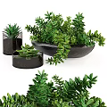 Bonsai Potted Plants With Green Leaves In Black Containers And Succulent Varieties