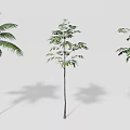 Different Types of Arbor Trees with Various Shapes and Sizes for Garden Design