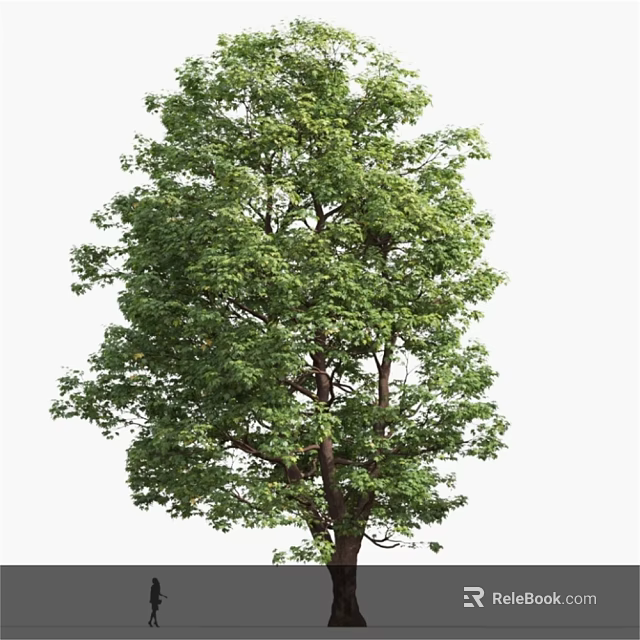 Lush Green Tall Tree With Dense Foliage And Thick Trunk In Natural Scene 3d model 