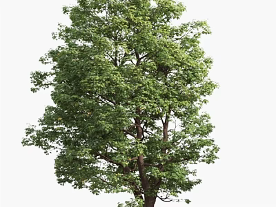Lush Green Tall Tree With Dense Foliage And Thick Trunk In Natural Scene 3d model