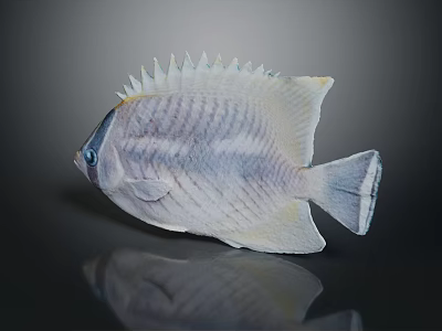 Aquatic Animal Fish With Spiky Dorsal Fin Striped Pale Gray Blue Body And Shiny Surface 3d model