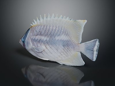 modern fish freshwater fish marine fish animal model