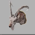 Rustic Mountain Goat Head Mount Wall Decor With Golden Frame Hanging On Wall 3d model